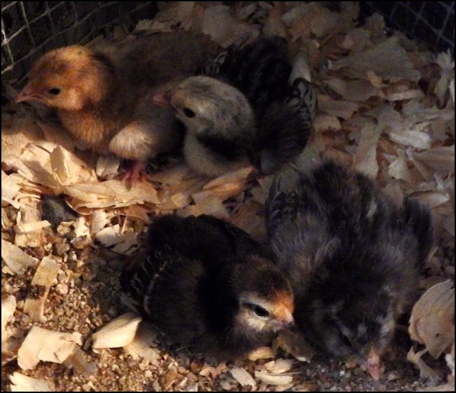 4 baby chicks